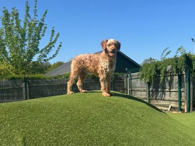 Bob Marley, a 3 years old male Poodle available for adoption from Dogs Trust in Greater London
