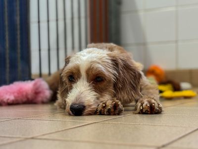 Mama Yam | Spaniel (Cocker) Cross | Snetterton (Norfolk) - 3