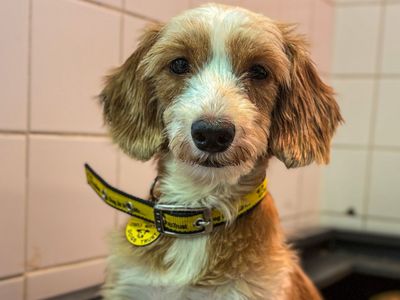 Mama Yam | Spaniel (Cocker) Cross | Snetterton (Norfolk) - 5