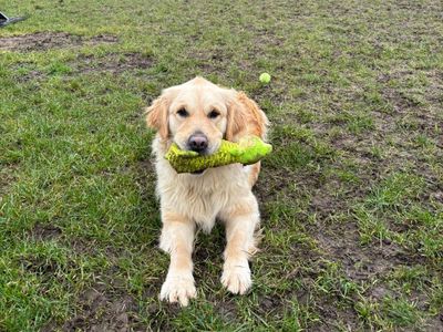 Ella | Retriever (Golden) | West Calder (Edinburgh) - 2