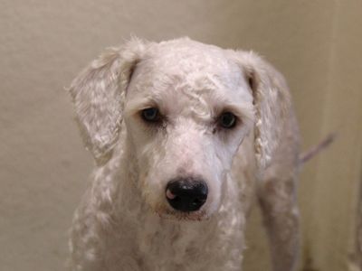 Elsa | Poodle (Miniature) Cross | Newbury (Berkshire) - 3