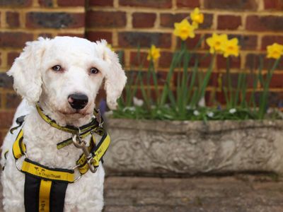 Elsa | Poodle (Miniature) Cross | Newbury (Berkshire) - 5