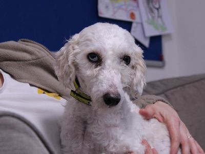 Winnie | Poodle (Miniature) Cross | Newbury (Berkshire) - 3
