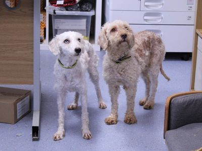 Winnie | Poodle (Miniature) Cross | Newbury (Berkshire) - 5