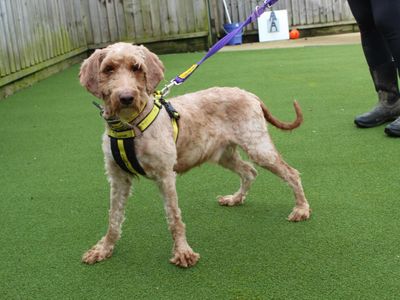 Baloo | Poodle (Standard) Cross | Newbury (Berkshire) - 5