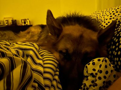 Bear | German Shepherd Dog | Bridgend (Wales) - 3