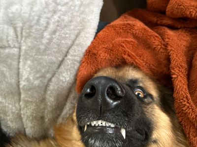 Bear | German Shepherd Dog | Bridgend (Wales) - 5