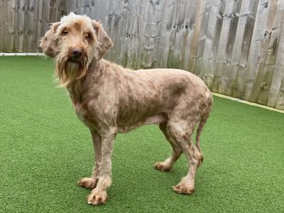 August | Poodle (Standard) | Loughborough - 1