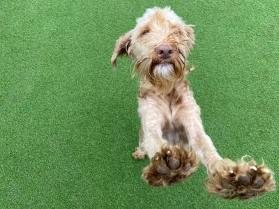 August | Poodle (Standard) | Loughborough - 3