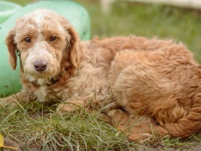 Juliet | Poodle (Standard) Cross | Loughborough - 3