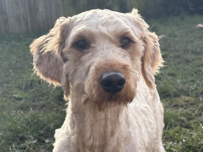Fate | Poodle (Standard) Cross | Loughborough - 3