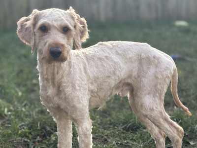 Fate | Poodle (Standard) Cross | Loughborough - 2