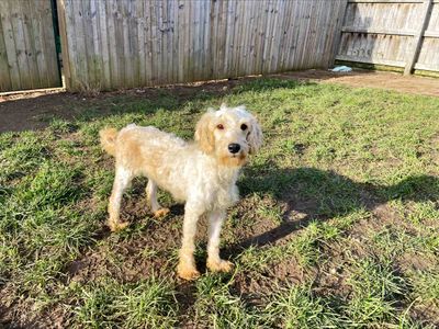 Summer | Poodle (Standard) Cross | Loughborough - 3