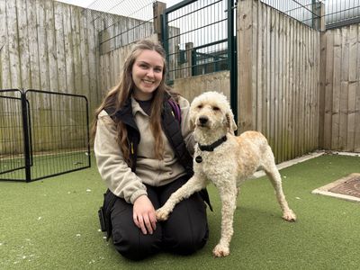 Taylor | Poodle (Standard) Cross | Loughborough - 3