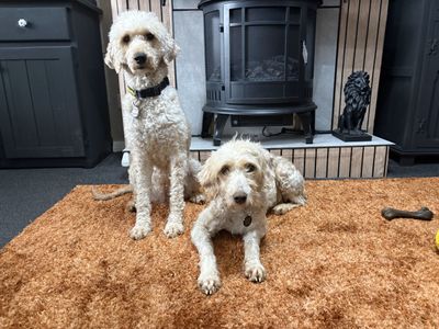 Taylor | Poodle (Standard) Cross | Loughborough - 2