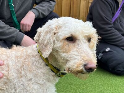 Isla | Poodle (Miniature) Cross | Salisbury (Wiltshire) - 3
