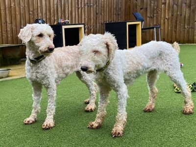 Isla | Poodle (Miniature) Cross | Salisbury (Wiltshire) - 1