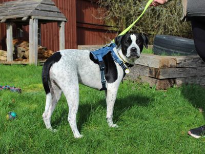 Zuko | Bulldog Cross | Newbury (Berkshire) - 3