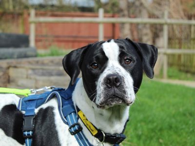 Zuko | Bulldog Cross | Newbury (Berkshire) - 5