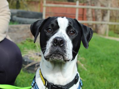 Zuko | Bulldog Cross | Newbury (Berkshire) - 5