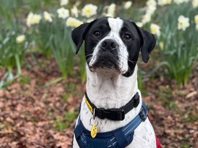 Zuko — Bulldog Cross