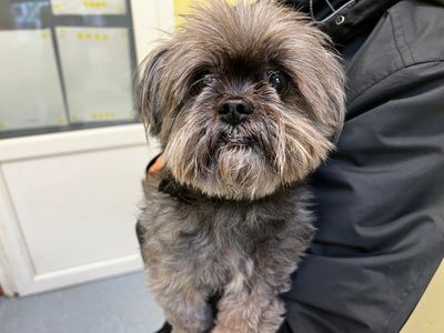 Pepper | Pomeranian Cross | Ilfracombe - 3