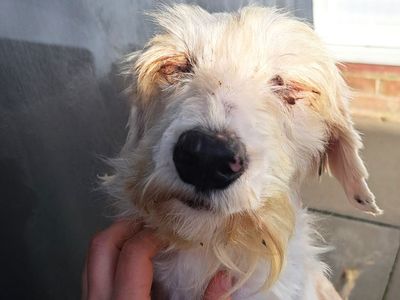 Colin | Poodle (Miniature) Cross | Shoreham (Sussex) - 3