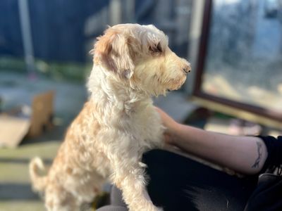 Colin | Poodle (Miniature) Cross | Shoreham (Sussex) - 5