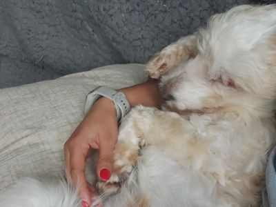 Colin | Poodle (Miniature) Cross | Shoreham (Sussex) - 3