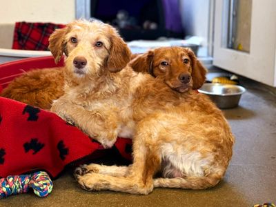 Red | Retriever (Nova Scotia Duck Tolling) Cross | Shoreham (Sussex) - 1