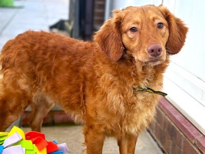 Red | Retriever (Nova Scotia Duck Tolling) Cross | Shoreham (Sussex) - 3