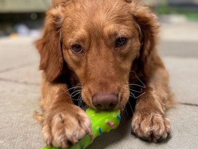 Red | Retriever (Nova Scotia Duck Tolling) Cross | Shoreham (Sussex) - 5