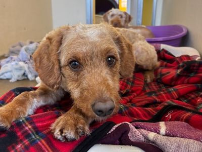 Mcqueen, a 4 years old male Poodle X available for adoption from Dogs Trust in Berkshire