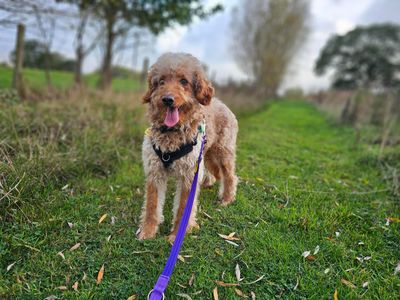 Dougie, a 4 years old male Poodle X available for adoption from Dogs Trust in Berkshire