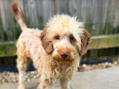 Dean | Poodle (Miniature) Cross | Shoreham (Sussex) - 3