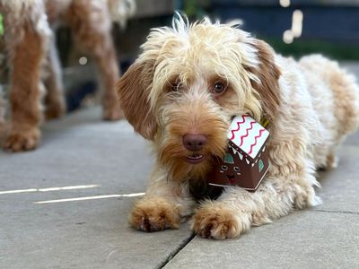 Dean | Poodle (Miniature) Cross | Shoreham (Sussex) - 2