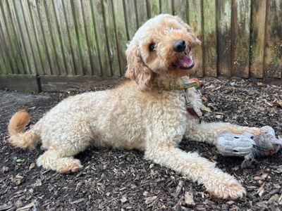 Kenny Rogers, a 1 year old male Poodle X available for adoption from Dogs Trust in Kent