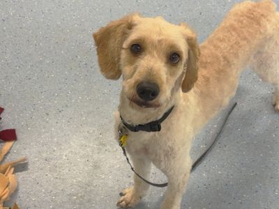 Billy Ray Cyrus, a 1 year old male Poodle available for adoption from Dogs Trust in Kent