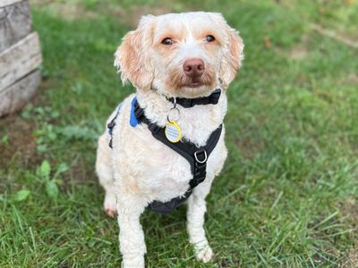 Lenny, a 1 year old male Poodle X available for adoption from Dogs Trust in Berkshire