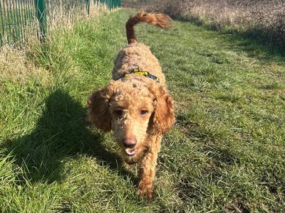 Mae | Poodle (Miniature) Cross | Shoreham (Sussex) - 3