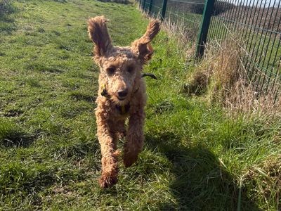 Mae | Poodle (Miniature) Cross | Shoreham (Sussex) - 1