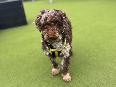 Audrey | Poodle (Miniature) Cross | Shoreham (Sussex) - 3