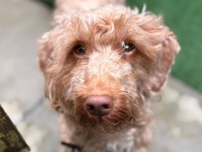 Rita | Poodle (Miniature) Cross | Shoreham (Sussex) - 3