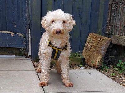 Sophia — Poodle (Miniature) Cross