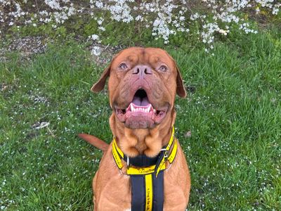 Dubz | Dogue De Bordeaux | Harefield West London - 1