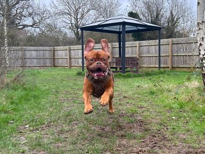 Dubz | Dogue De Bordeaux | Harefield West London - 3