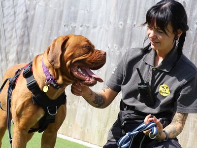Margot | Dogue De Bordeaux | Leeds - 2