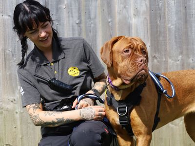 Margot, a 1 year old female Dogue de Bordeaux available for adoption from Dogs Trust in West Yorkshire