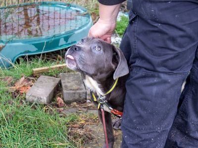 Frankie | Crossbreed | Evesham (Worcestershire) - 5