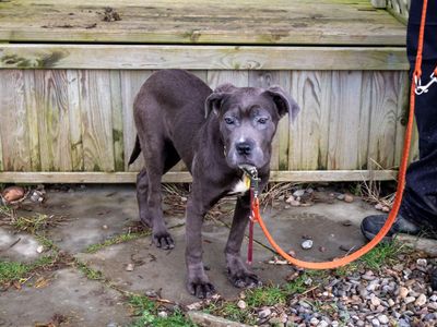 Frankie | Crossbreed | Evesham (Worcestershire) - 3